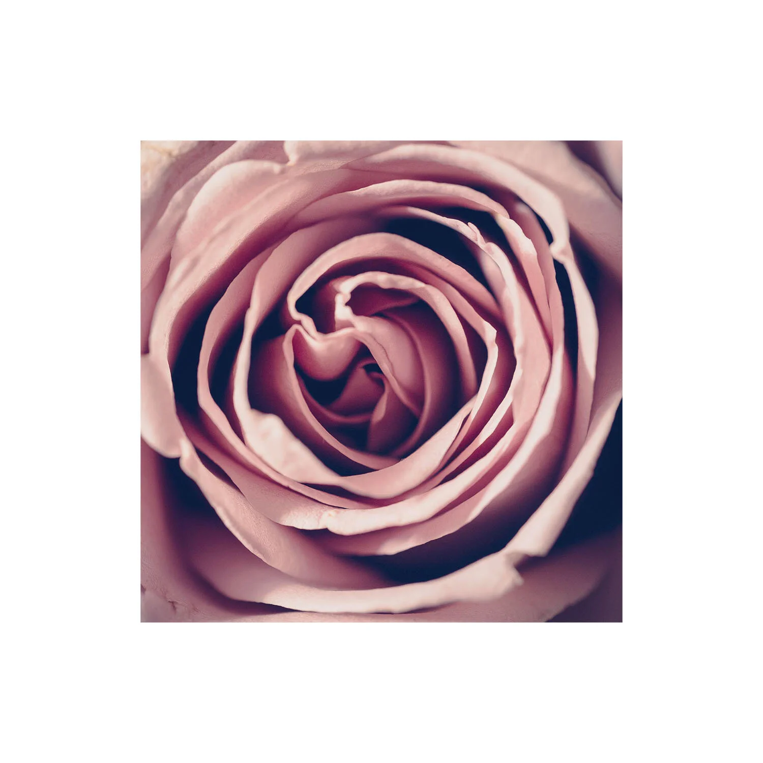Pink Rose | Square II | Framed Fine Art Photography — Caitlin